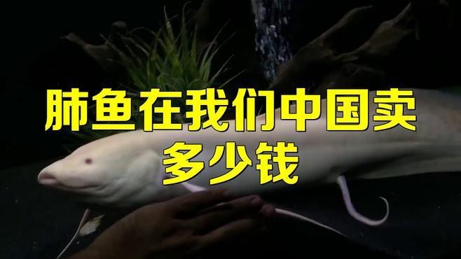 肺魚價格多少錢一只