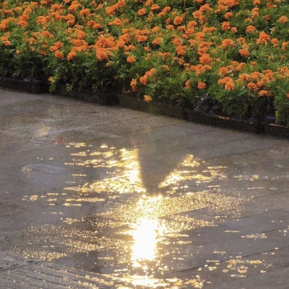 紅立魚是海魚還是淡水魚