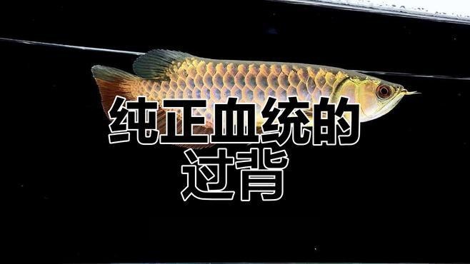 如何區分過背金龍的不同類型？