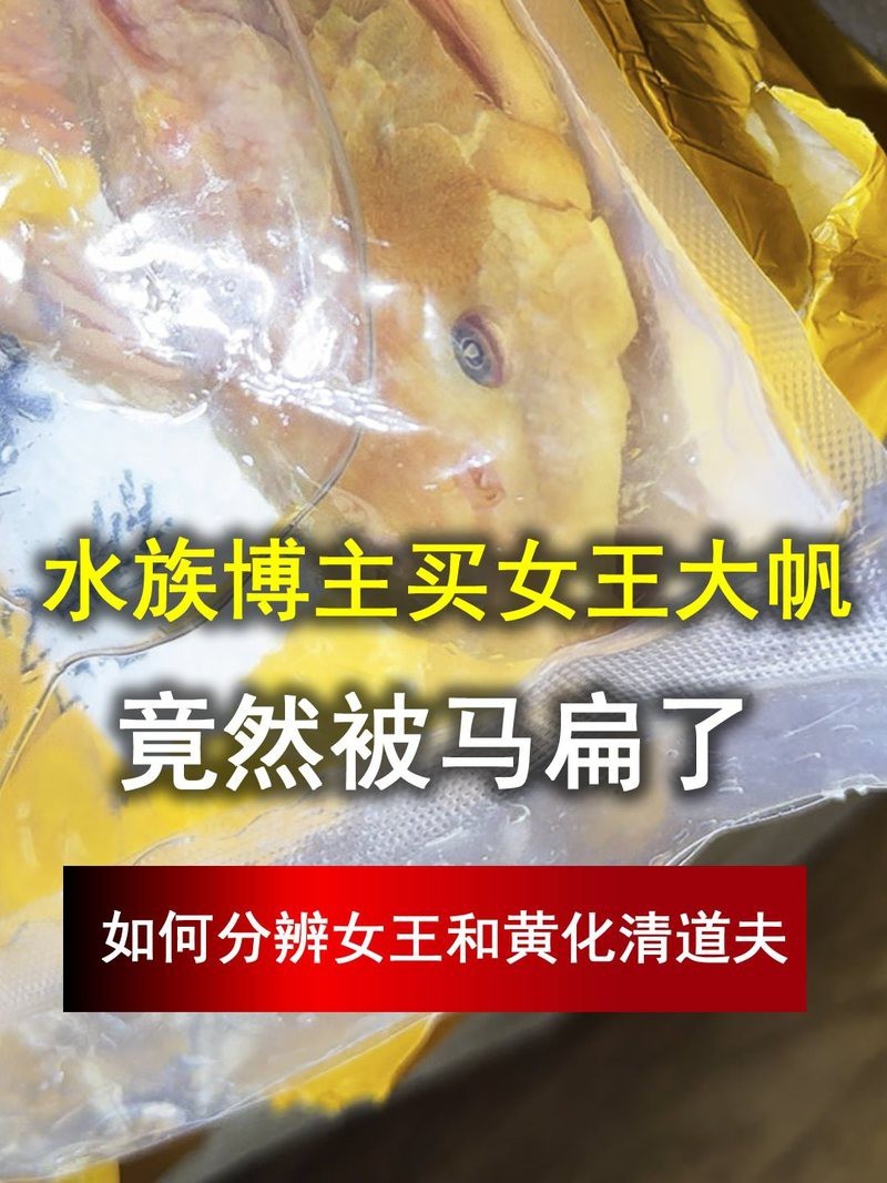 女王大帆公母對照表圖片