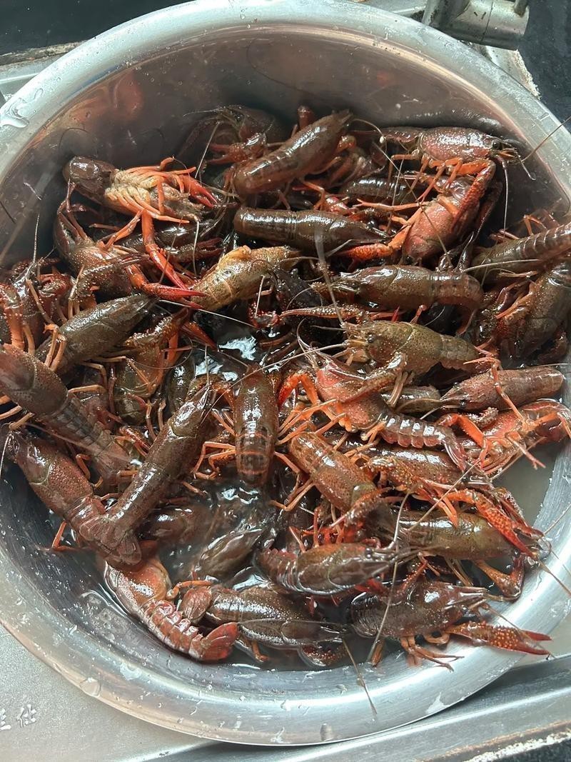 小龍蝦實拍圖