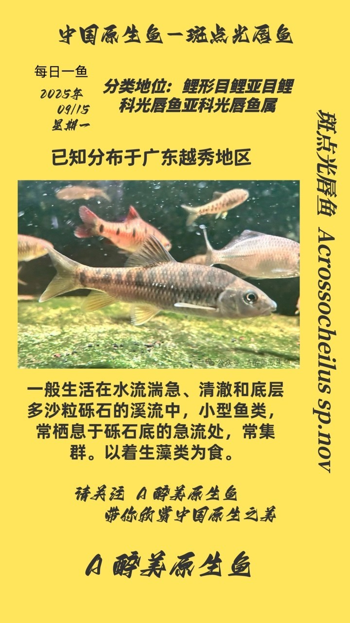 斑點(diǎn)光唇魚
