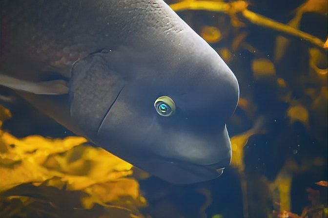 十大稀有異型魚有哪些 十大稀有異型魚有哪些 龍魚論壇 第4張