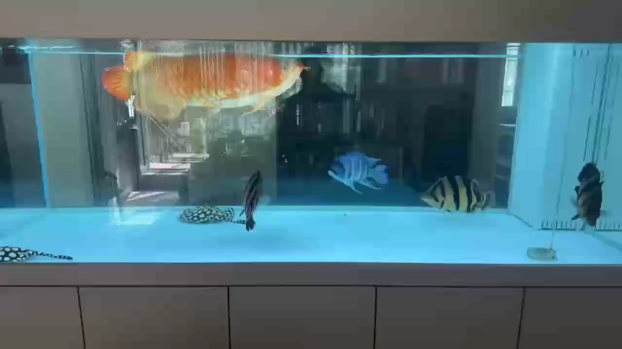白缸有白缸的美