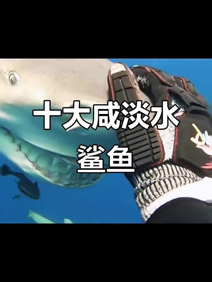 淡水鯊魚10大品種 淡水鯊魚10大品種 龍魚論壇 第3張