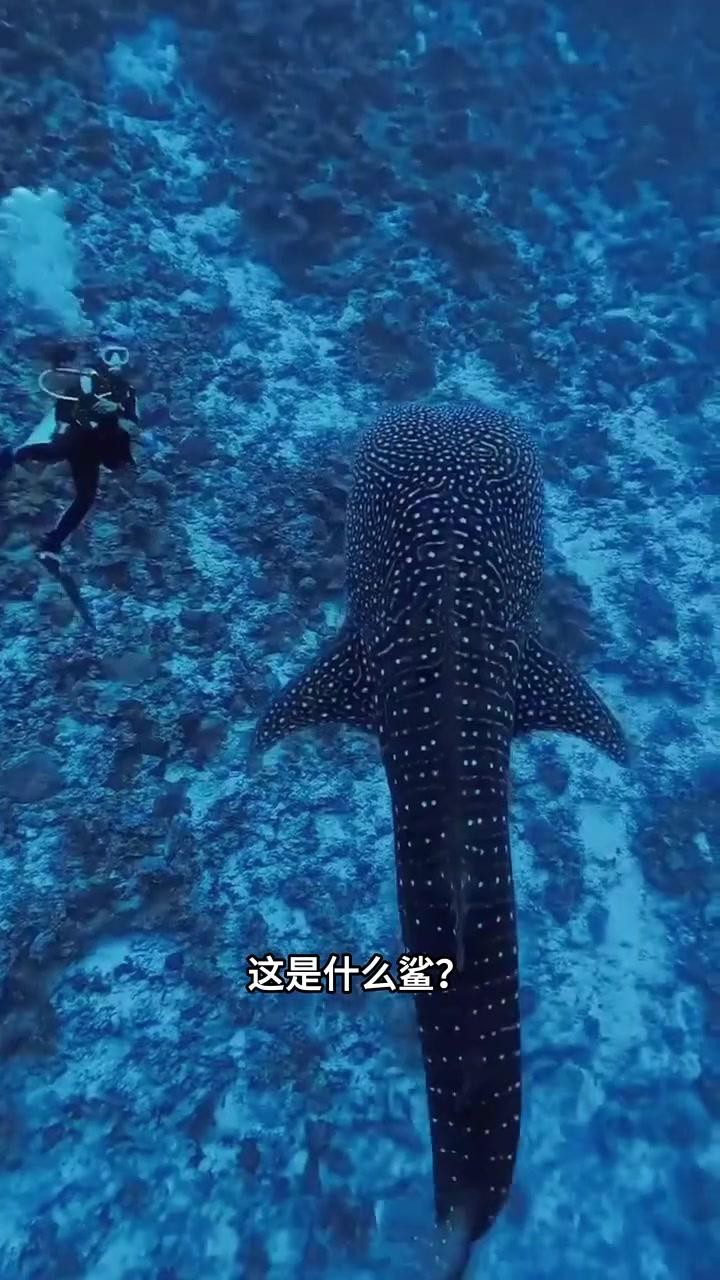 淡水鯊魚10大品種 龍魚論壇 第4張 淡水鯊魚10大品種 淡水鯊魚10大品種 龍魚論壇 第4張
