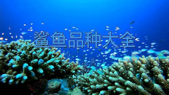 淡水鯊魚10大品種 淡水鯊魚10大品種 龍魚論壇 第5張