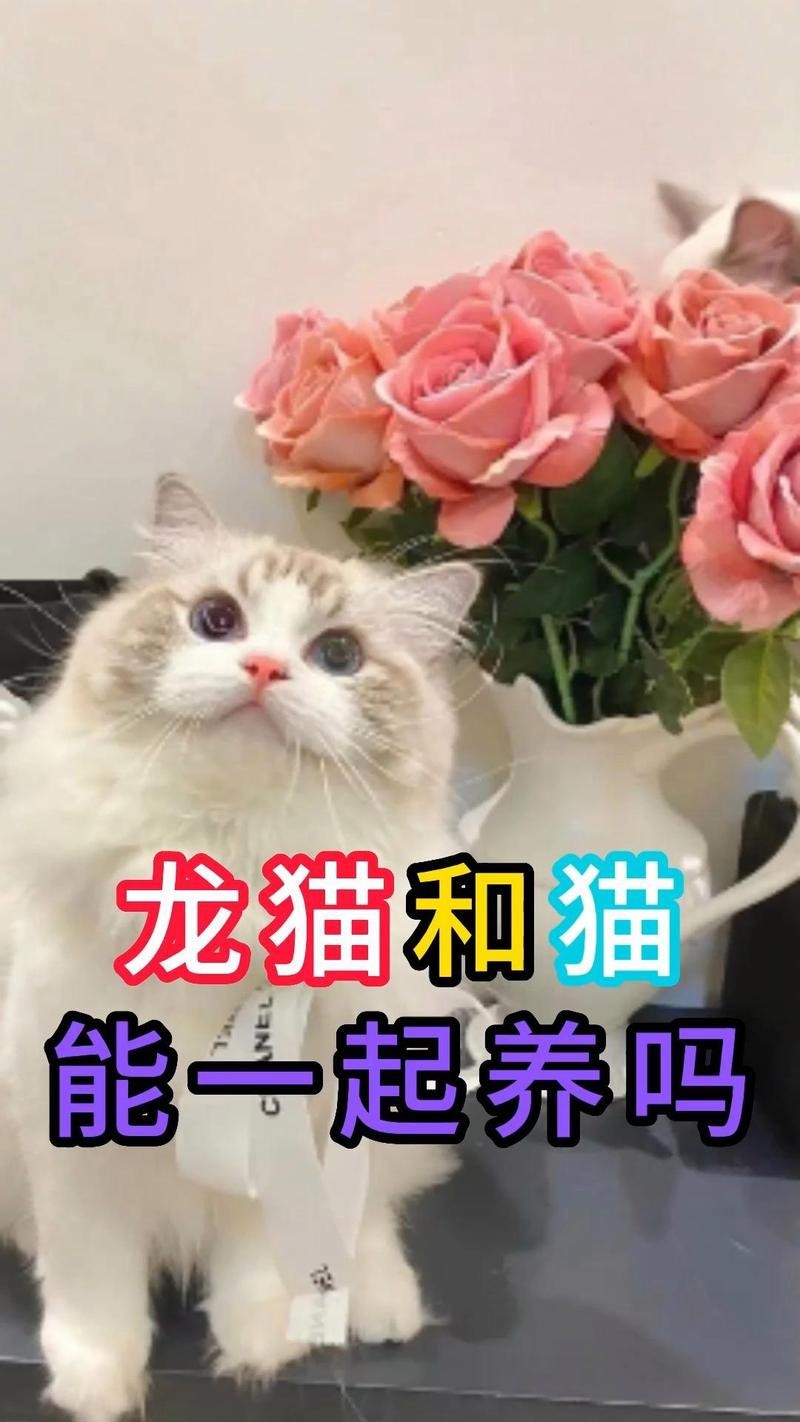 寵物貓和龍貓共養需要多久適應