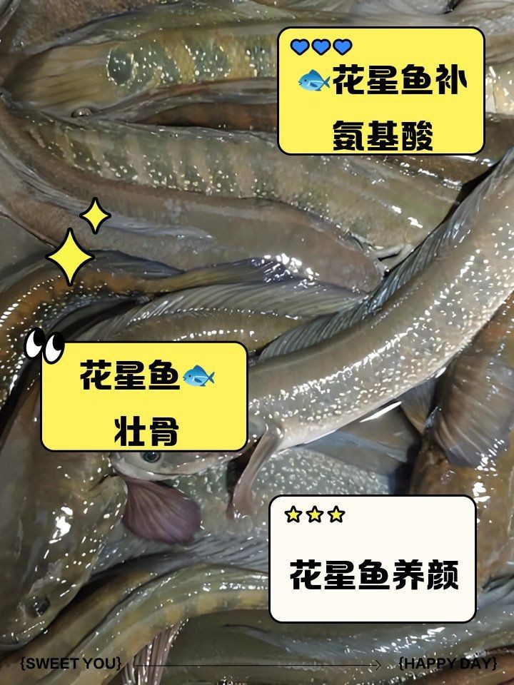 花星魚的功效和作用 花星魚的功效和作用 龍魚論壇 第1張