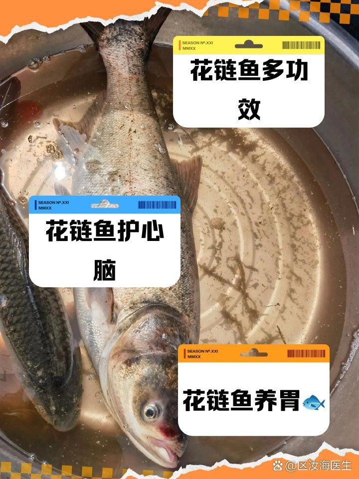 花星魚的功效和作用 花星魚的功效和作用 龍魚論壇 第10張