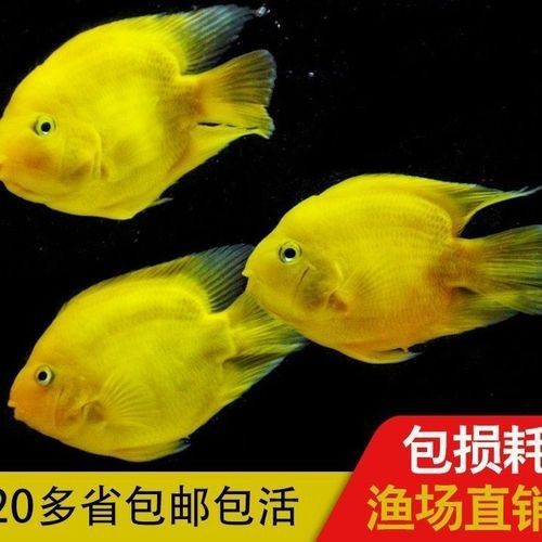 紅黃元寶鸚鵡魚最簡單三個步驟圖片 紅黃元寶鸚鵡魚最簡單三個步驟圖片 龍魚論壇 第2張