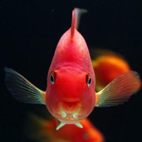 紅黃元寶鸚鵡魚最簡單三個步驟圖片 紅黃元寶鸚鵡魚最簡單三個步驟圖片 龍魚論壇 第1張