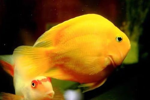 紅黃元寶鸚鵡魚最簡單三個步驟圖片 紅黃元寶鸚鵡魚最簡單三個步驟圖片 龍魚論壇 第4張