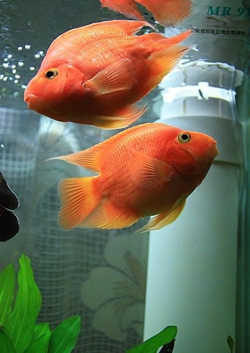 紅黃元寶鸚鵡魚最簡單三個步驟圖片 紅黃元寶鸚鵡魚最簡單三個步驟圖片 龍魚論壇 第6張