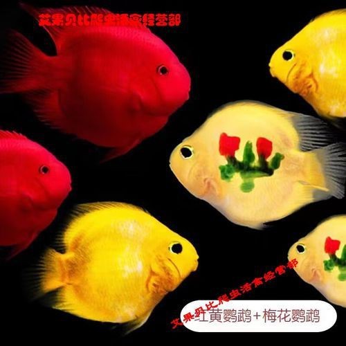 紅黃元寶鸚鵡魚最簡單三個步驟圖片 紅黃元寶鸚鵡魚最簡單三個步驟圖片 龍魚論壇 第3張