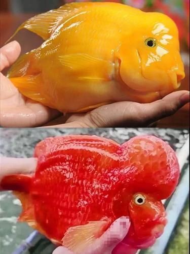 紅黃元寶鸚鵡魚最簡單三個步驟圖片 紅黃元寶鸚鵡魚最簡單三個步驟圖片 龍魚論壇 第7張