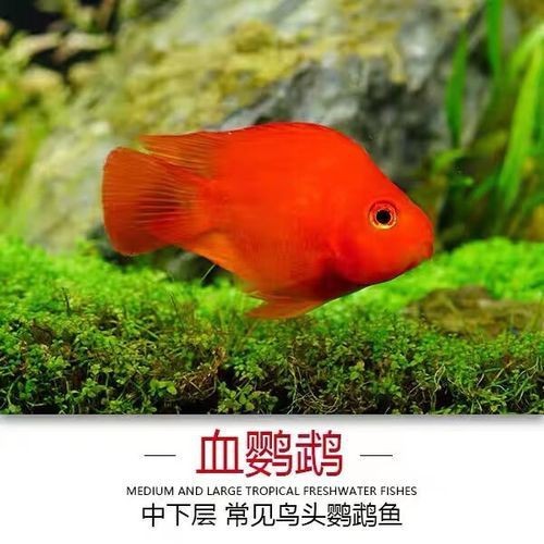 紅黃元寶鸚鵡魚最簡單三個步驟圖片 紅黃元寶鸚鵡魚最簡單三個步驟圖片 龍魚論壇 第8張