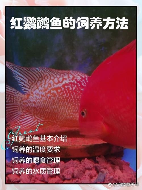 紅黃元寶鸚鵡魚最簡單三個步驟圖片 紅黃元寶鸚鵡魚最簡單三個步驟圖片 龍魚論壇 第9張