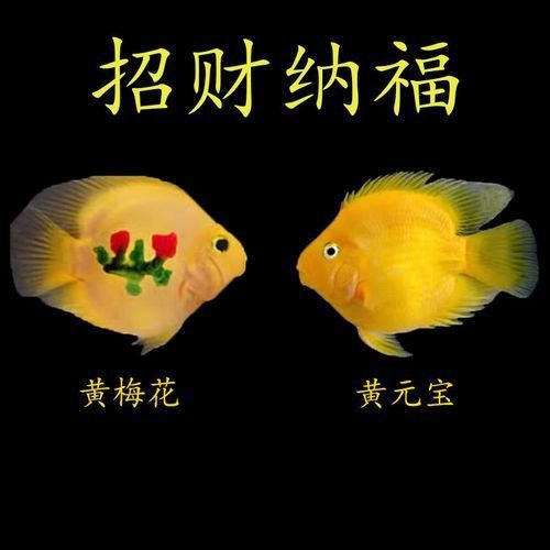 紅黃元寶鸚鵡魚最簡單三個步驟圖片 紅黃元寶鸚鵡魚最簡單三個步驟圖片 龍魚論壇 第11張