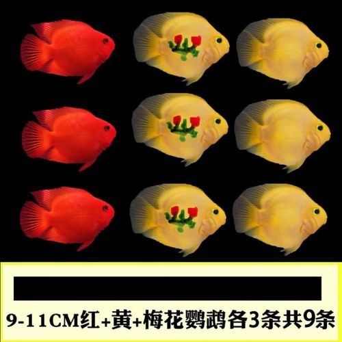 紅黃元寶鸚鵡魚最簡單三個步驟圖片 紅黃元寶鸚鵡魚最簡單三個步驟圖片 龍魚論壇 第12張