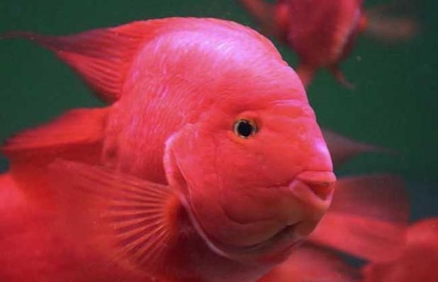 紅黃元寶鸚鵡魚最簡單三個步驟圖片 紅黃元寶鸚鵡魚最簡單三個步驟圖片 龍魚論壇 第14張