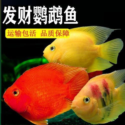 紅黃元寶鸚鵡魚最簡單三個步驟圖片 紅黃元寶鸚鵡魚最簡單三個步驟圖片 龍魚論壇 第13張