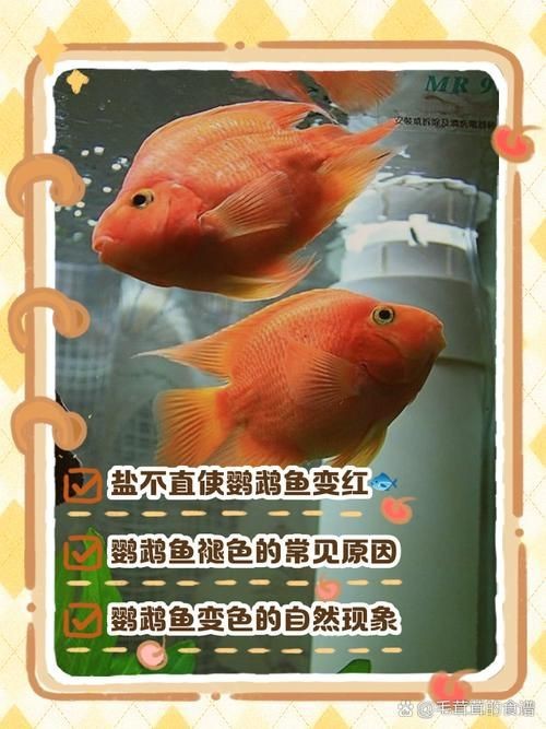 紅黃元寶鸚鵡魚最簡單三個步驟圖片 紅黃元寶鸚鵡魚最簡單三個步驟圖片 龍魚論壇 第19張