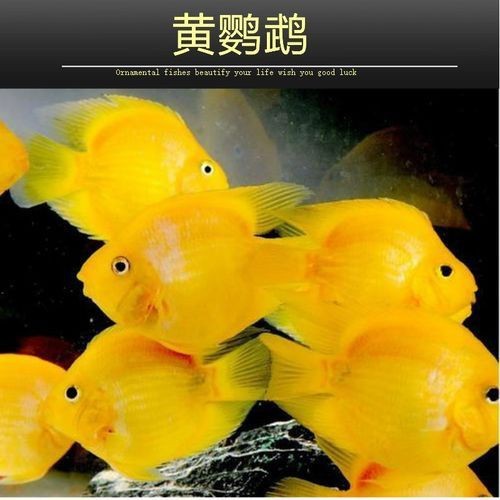 紅黃元寶鸚鵡魚最簡單三個步驟圖片 紅黃元寶鸚鵡魚最簡單三個步驟圖片 龍魚論壇 第21張