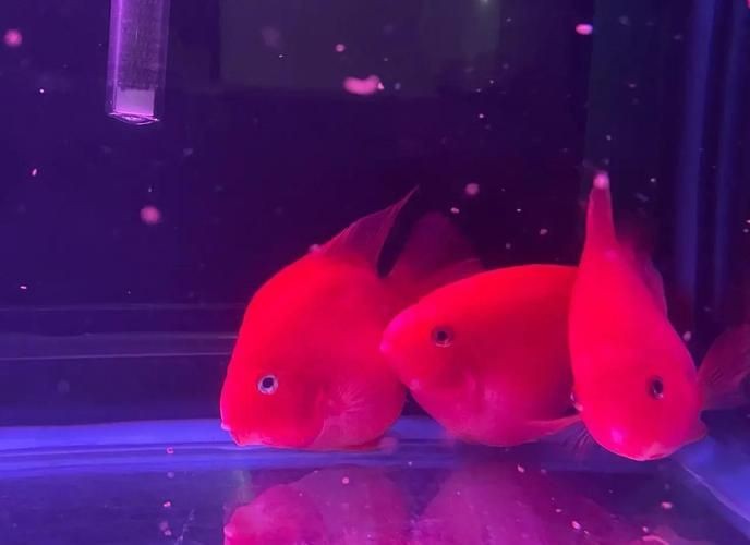 紅黃元寶鸚鵡魚最簡單三個步驟圖片 紅黃元寶鸚鵡魚最簡單三個步驟圖片 龍魚論壇 第17張
