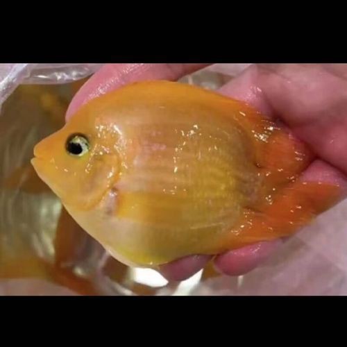 紅黃元寶鸚鵡魚最簡單三個步驟圖片 紅黃元寶鸚鵡魚最簡單三個步驟圖片 龍魚論壇 第20張