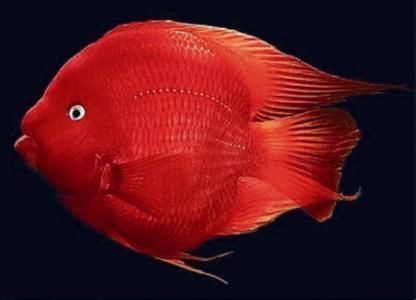 紅黃元寶鸚鵡魚最簡單三個步驟圖片 紅黃元寶鸚鵡魚最簡單三個步驟圖片 龍魚論壇 第18張