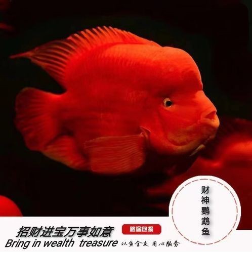 紅黃元寶鸚鵡魚最簡單三個步驟圖片 紅黃元寶鸚鵡魚最簡單三個步驟圖片 龍魚論壇 第22張