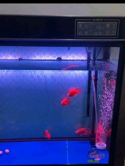 紅黃元寶鸚鵡魚最簡單三個步驟圖片 紅黃元寶鸚鵡魚最簡單三個步驟圖片 龍魚論壇 第25張