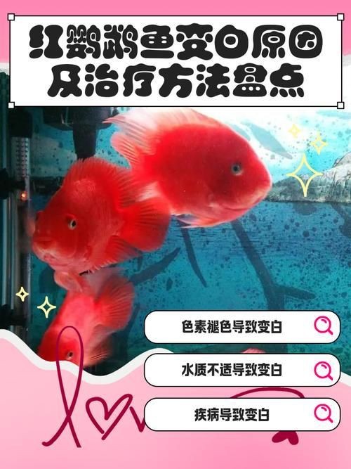 紅黃元寶鸚鵡魚最簡單三個步驟圖片 紅黃元寶鸚鵡魚最簡單三個步驟圖片 龍魚論壇 第23張