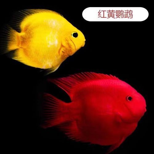 紅黃元寶鸚鵡魚最簡單三個步驟圖片 紅黃元寶鸚鵡魚最簡單三個步驟圖片 龍魚論壇 第26張