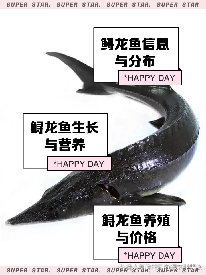 河源鱘龍魚