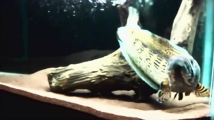 馬來西亞七彩銀龍魚(七彩銀龍魚什么意思)