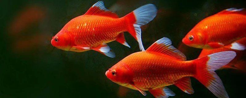 紅尾魚一年能長多大