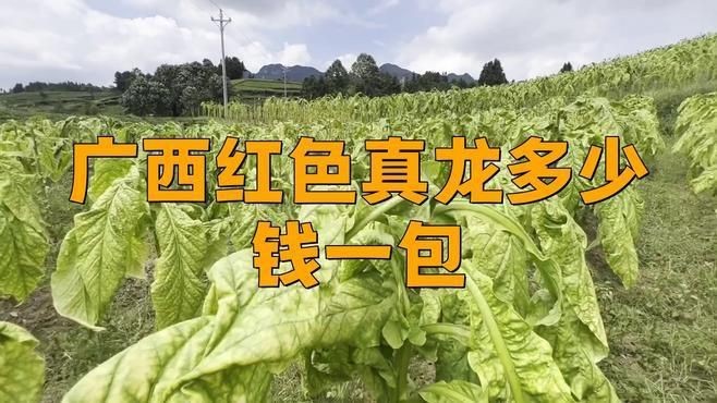 紅盒真龍多少錢一盒