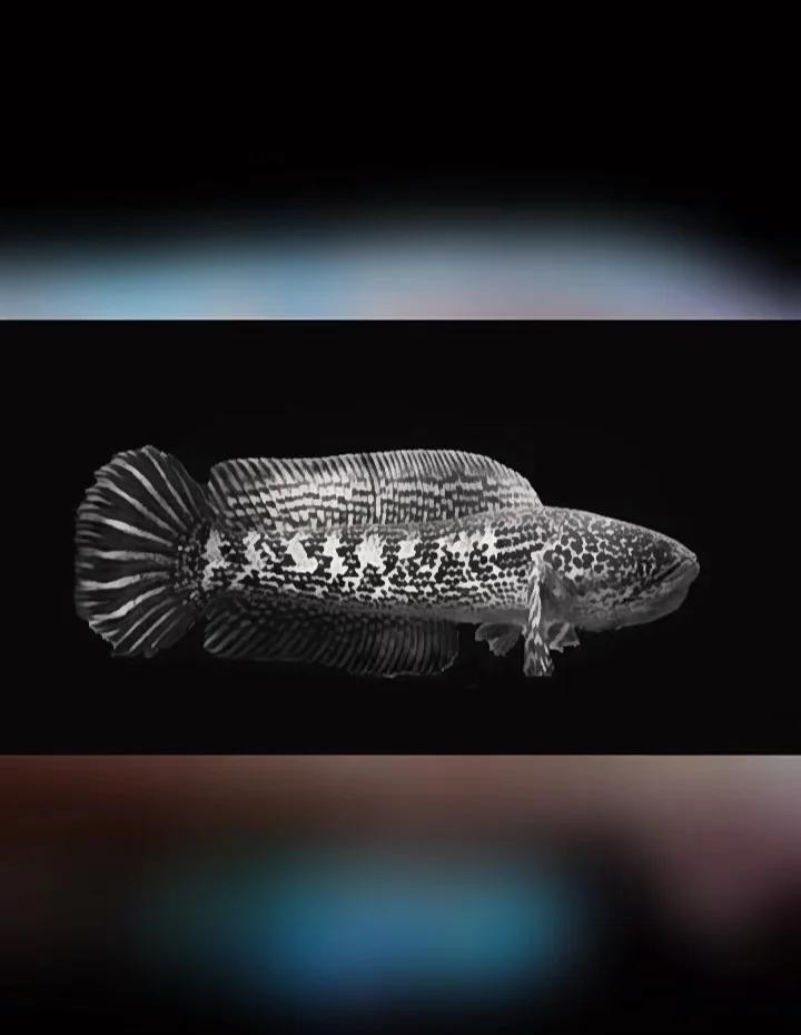 有哪些食物是雷龍魚(yú)特別喜歡的 有哪些食物是雷龍魚(yú)特別喜歡的 龍魚(yú)論壇 第3張