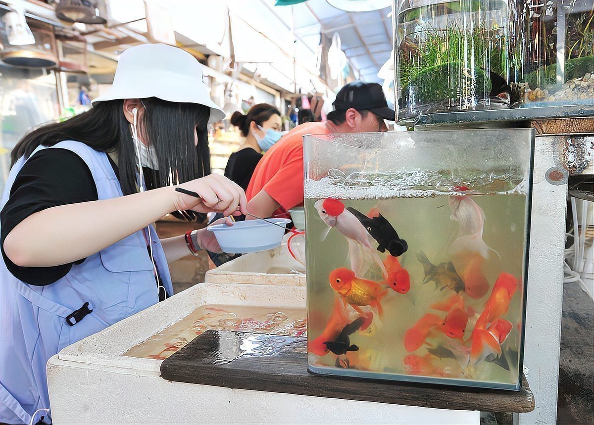 如何判斷龍魚是否假死？ 如何判斷龍魚是否假死？ 龍魚百科 第3張