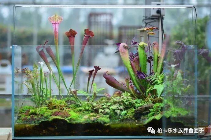 廢舊魚缸妙用100種