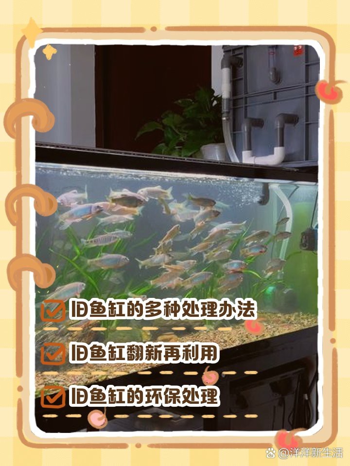 廢舊魚缸妙用100種