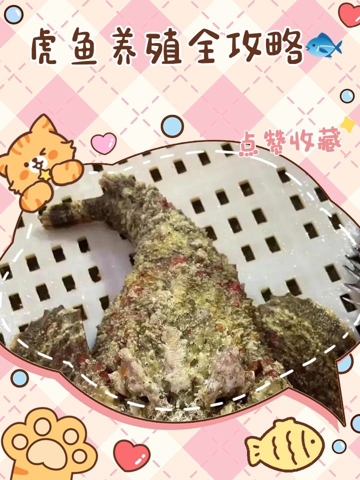 如何優化龍魚和虎魚混養環境？