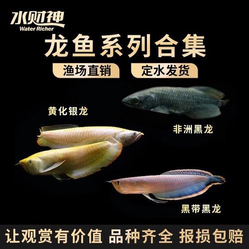 星點龍魚怎么樣