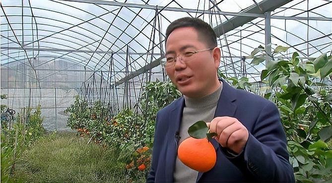 紅美人產自哪里