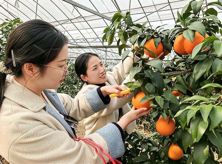 紅美人產自哪里