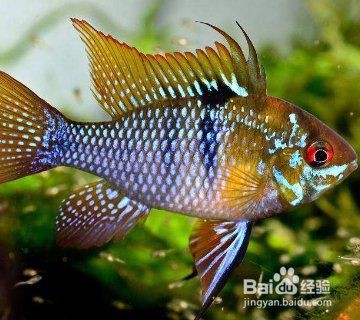 祥龍魚場的具體批發地址在哪里？，祥龍魚場全國直營點清單 祥龍魚場的具體批發地址在哪里？，祥龍魚場全國直營點清單 龍魚百科 第1張