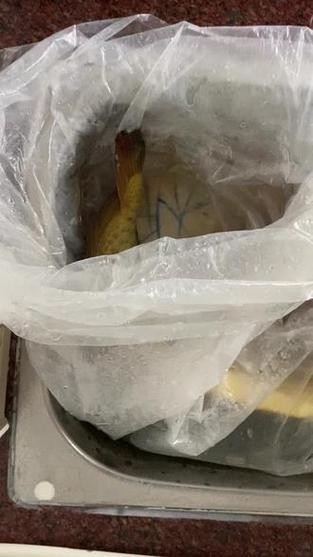 龍魚(yú)水霉病最好的治療方法圖片大全