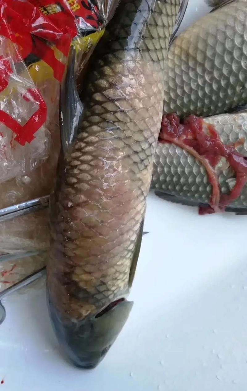 龍魚(yú)水霉病最好的治療方法圖片大全